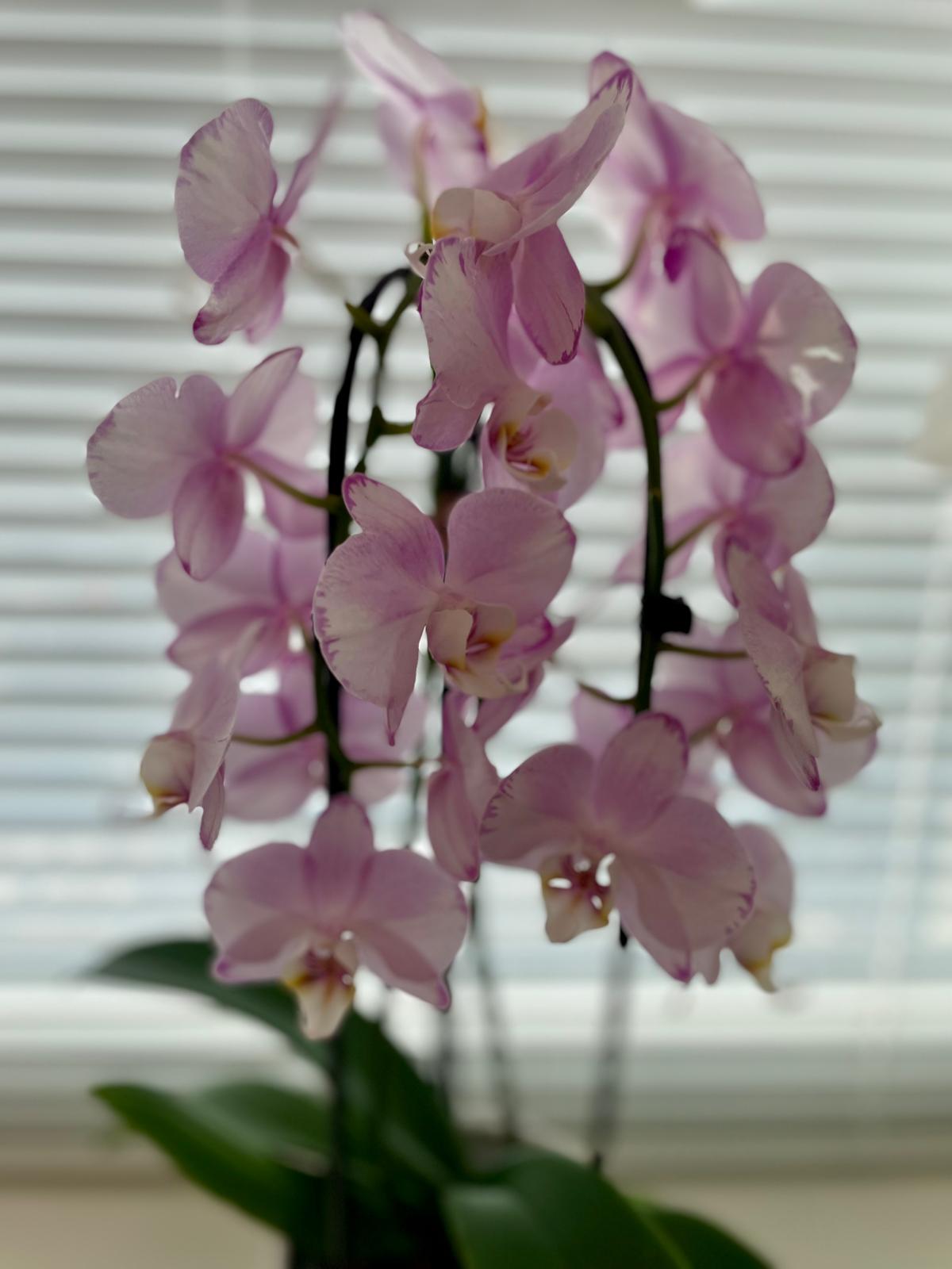 Kosmetikstudio Berlin – Orchidee
